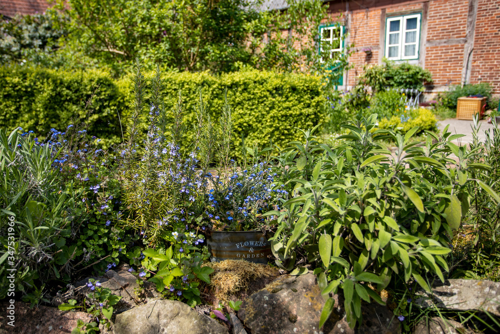 Kräuter und Blumen auf Steinmauer im Landhausgarten Kräuter und Blumen auf Steinmauer im Landhausgarten