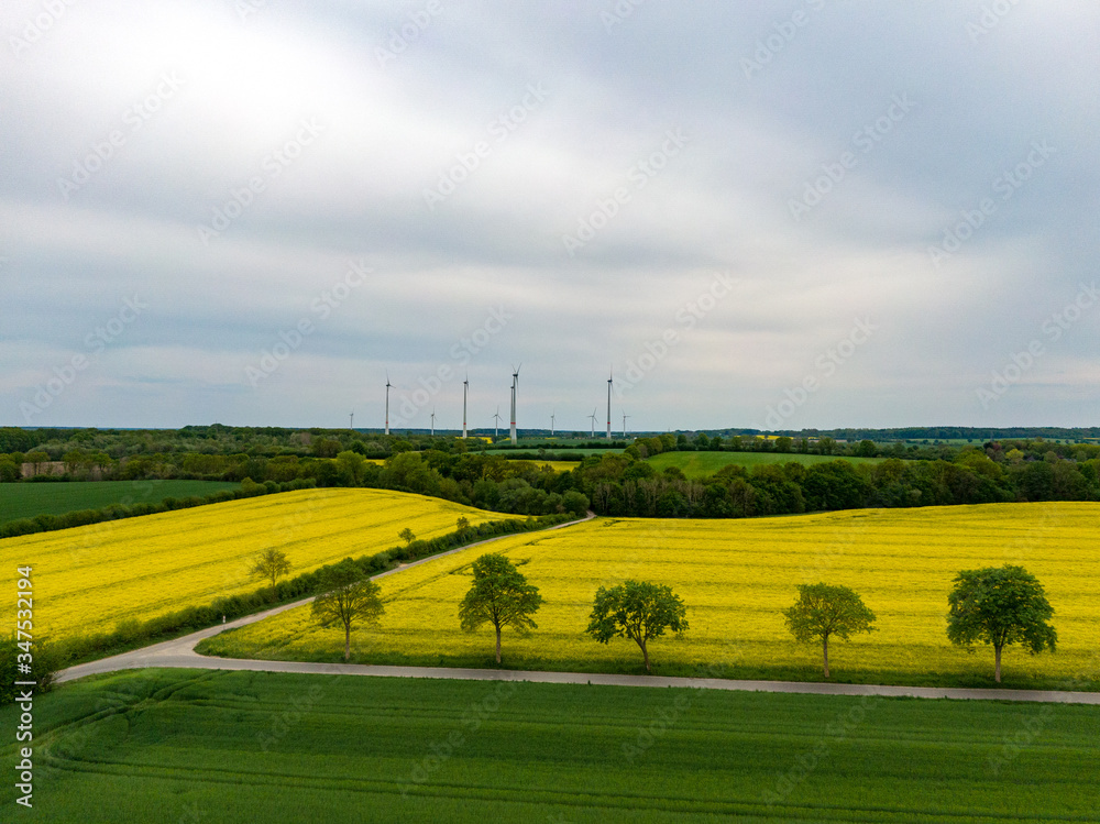 Fototapeta premium Blick über Rapsfelder auf Windräder im Herzogtum Lauenburg, Schleswig-Holstein, Deutschland