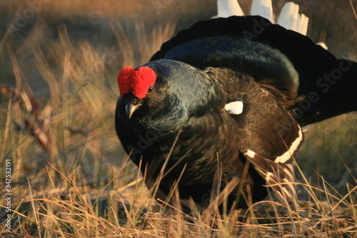 Black grouse or blackgame or blackcock  Lyrurus tetrix  lekking in the morning