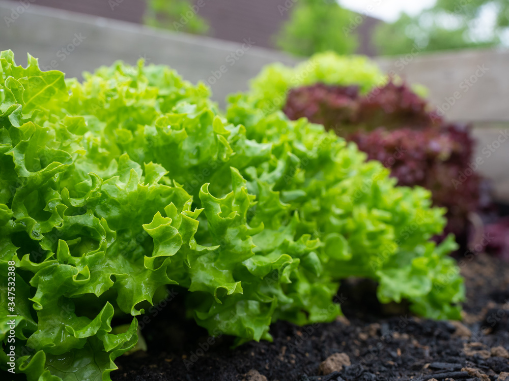 Salat aus eigenem Garten - Pflücksalat - Hochbeet Salat aus eigenem Garten - Pflücksalat - Hochbeet