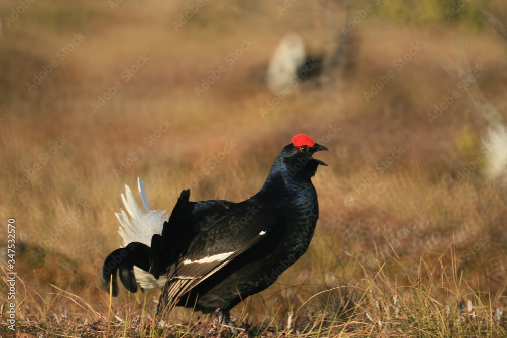 Black grouse or blackgame or blackcock (Lyrurus tetrix) lekking in the morning Black grouse or blackgame or blackcock (Lyrurus tetrix) lekking in the morning