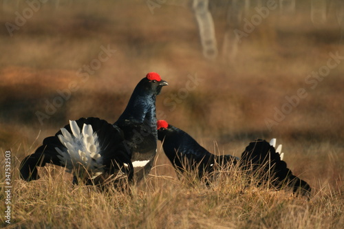 Black grouse or blackgame or blackcock (Lyrurus tetrix) lekking in the morning