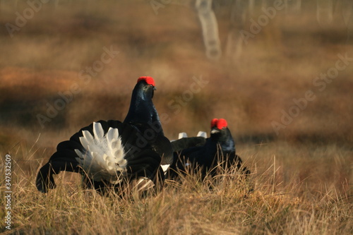 Black grouse or blackgame or blackcock (Lyrurus tetrix) lekking in the morning photo