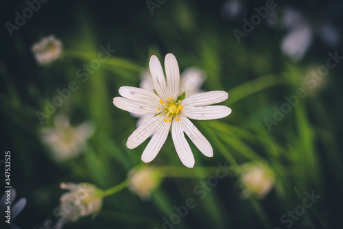 White wildflower in a green forest in the spring