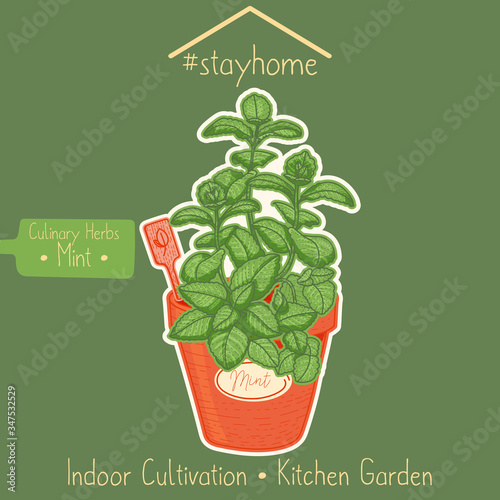 Stay home and farming, mentha in a kitchen garden, hand-draw sketching illustration