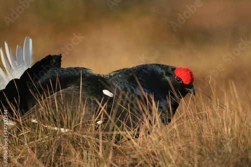 Black grouse or blackgame or blackcock (Lyrurus tetrix) lekking in the morning photo