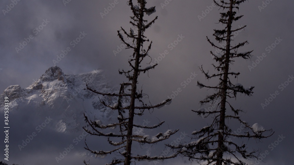 Pine trees with snow covered mountains in the background Pine trees with snow covered mountains in the background