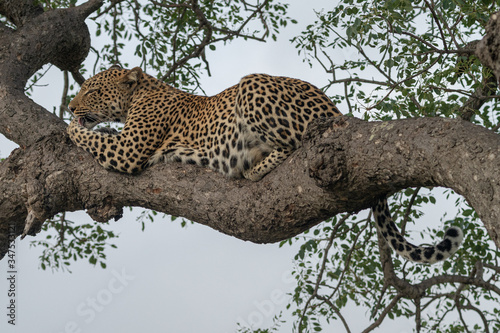 Female leopard  Panthera pardus  lying in a tree in the Timbavati reserve  South Africa
