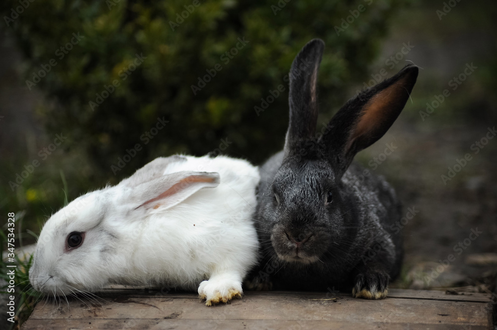 Black and white rabbit in the garden in the village Black and white rabbit in the garden in the village
