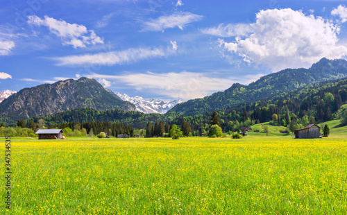 Alpine landscape near Oberstdorf. Spring fields with yellow flowers, forest and snowy, rocky mountains in the background. Allgäu Alps, Bavaria, Germany