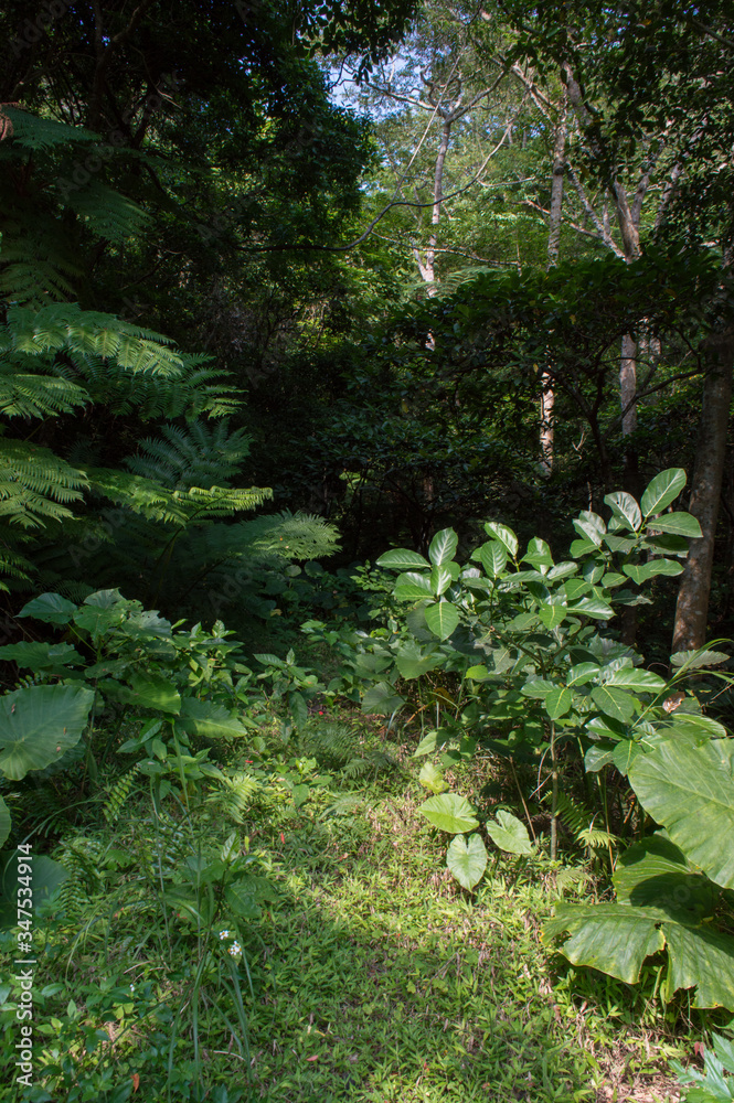 Fototapeta premium シダやクワズイモが生育するジャングルの入り口