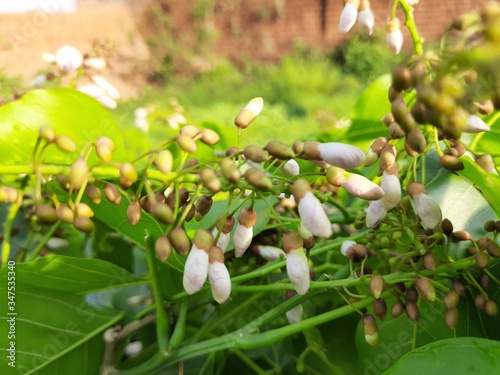 Flowers of Millettia pinnata. It is a species of tree in the pea family,Fabaceae,native to eastern and tropical Asia,Australia and Pacific islands.It also has a name Pongamia pinnata. White flowers.  photo