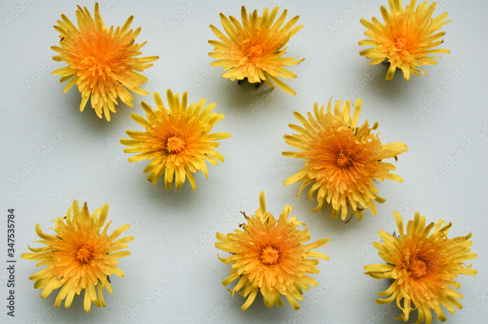 yellow flowers isolated on white background yellow flowers isolated on white background