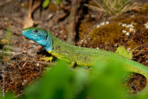 European Green Lizard - Lacerta viridis - large green and blue lizard distributed across European midlatitudes, male with the tick (harvest-mite) on the body. Often seen sunning on rocks or lawns