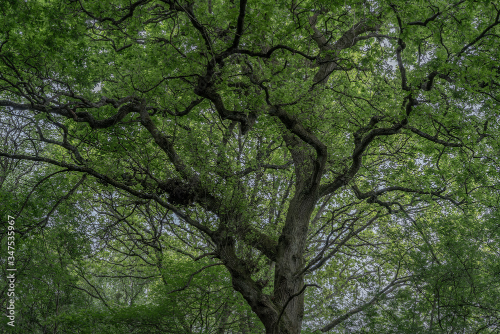 Enormous oak tree in a dimly lit woodland with huge canopy and strange branches Enormous oak tree in a dimly lit woodland with huge canopy and strange branches
