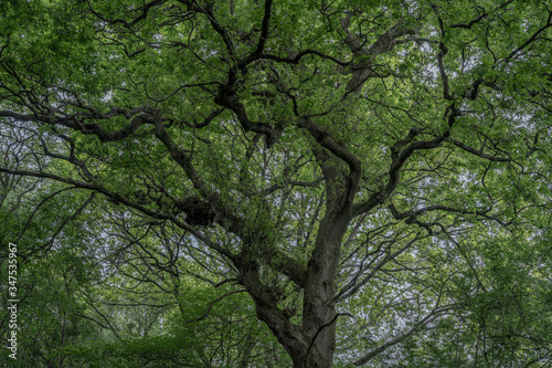 Enormous oak tree in a dimly lit woodland with huge canopy and strange branches