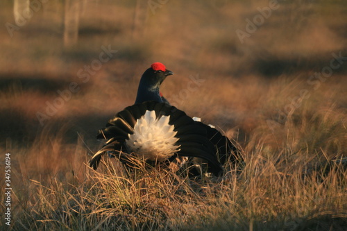 Black grouse or blackgame or blackcock (Lyrurus tetrix) lekking in the morning photo