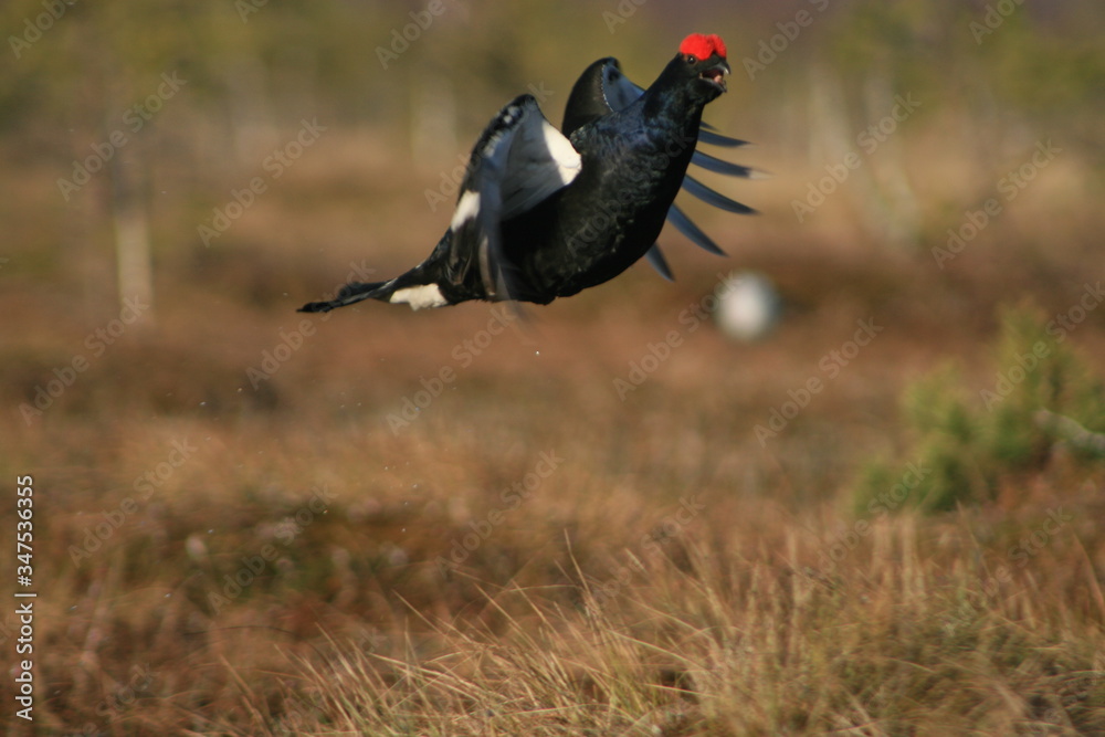 Black grouse or blackgame or blackcock (Lyrurus tetrix) lekking in the morning Black grouse or blackgame or blackcock (Lyrurus tetrix) lekking in the morning