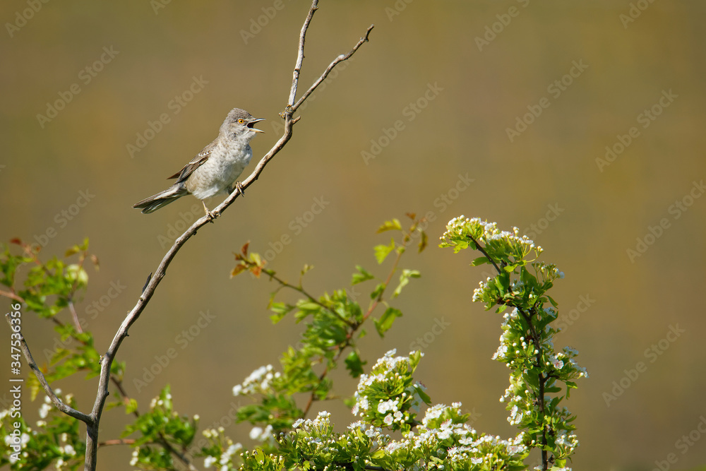 Barred Warbler - Sylvia nisoria singing birs, typical warbler, breeds in central and eastern Europe and western and central Asia, passerine bird strongly migratory, winters in tropical eastern Africa