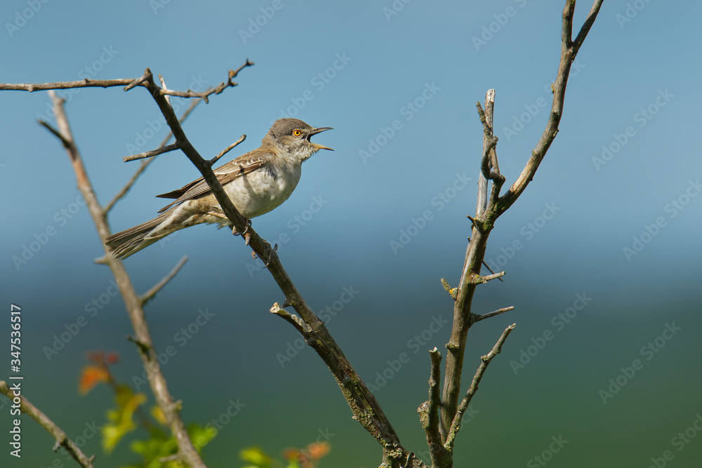 Barred Warbler - Sylvia nisoria singing birs, typical warbler, breeds in central and eastern Europe and western and central Asia, passerine bird strongly migratory, winters in tropical eastern Africa Barred Warbler - Sylvia nisoria singing birs, typical warbler, breeds in central and eastern Europe and western and central Asia, passerine bird strongly migratory, winters in tropical eastern Africa