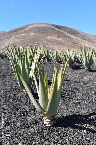 aloe vera plantation photo