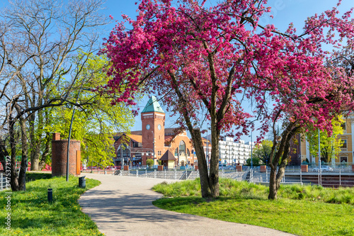 Spring season in Wroclaw, Poland. Blooming tree on Daliowa Island with Hala Torgowa market on background © bbsferrari