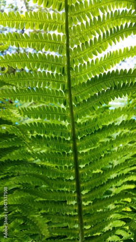 Green bracken plant background, close-up
