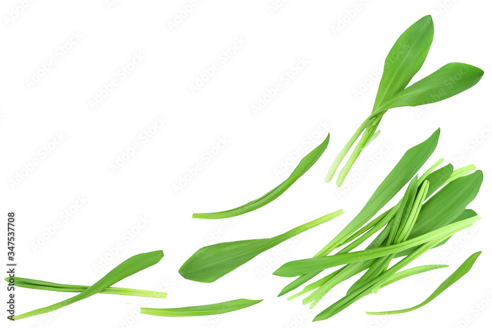 Ramson leaves isolated on white background with clipping path and full depth of field, Top view with copy space for your text. Flat lay