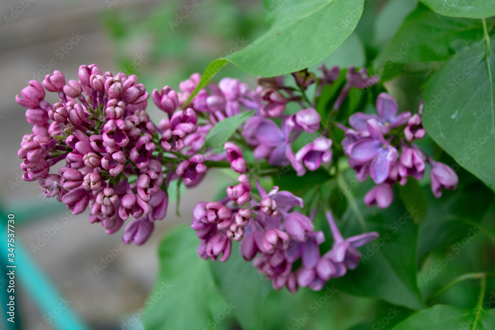 Spring raspberry inflorescences of lilac on a spring day.