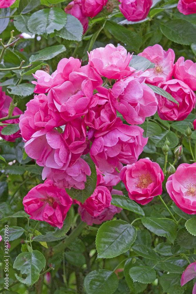 Fleurs roses