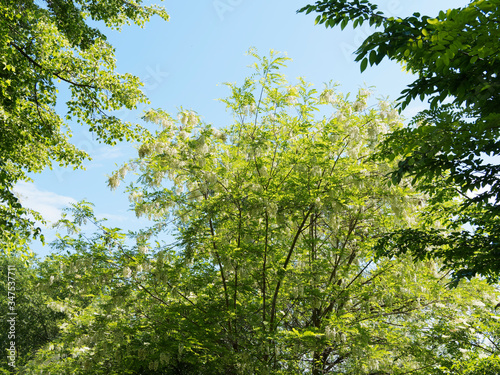  Robinia pseudoacacia  Haut taillis ou haie de Robinier faux-acacia verdoyant aux rameaux garnis de grappes de fleurs papillonanc  es blanc pur au printemps