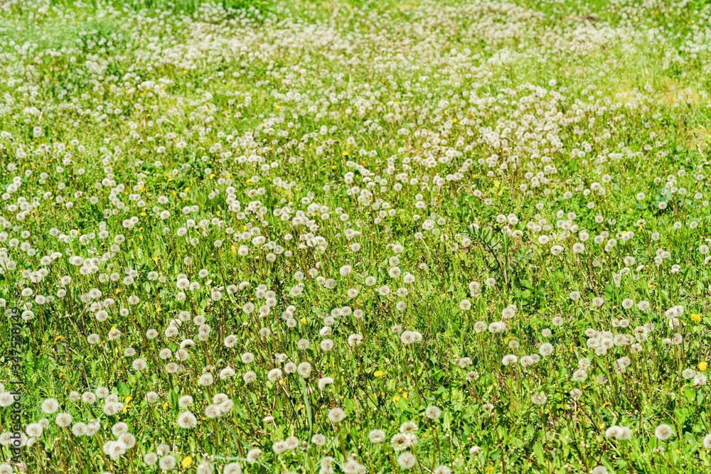 Green field with lots of dandelions Green field with lots of dandelions