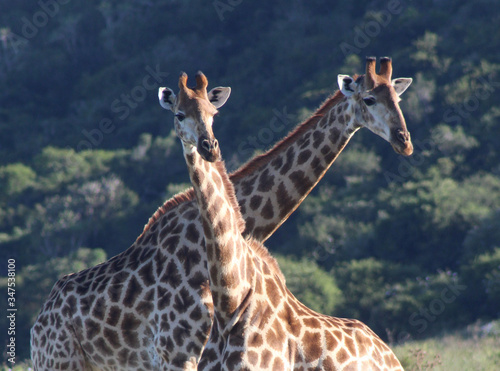 Photography giraffe in the wild