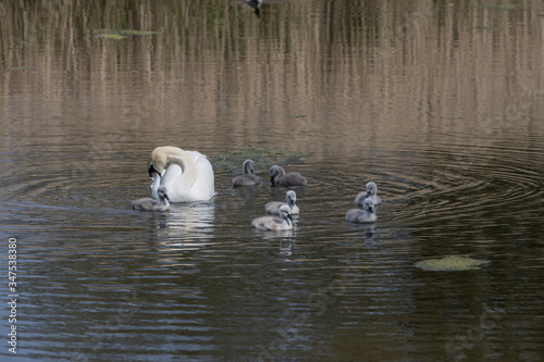 Cygnus olor swan family with kids