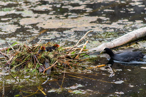 A coot feeding the offspring in the nest on the water during Spring time