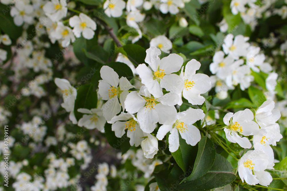Blooming spring apple tree. White sakura Blooming spring apple tree. White sakura
