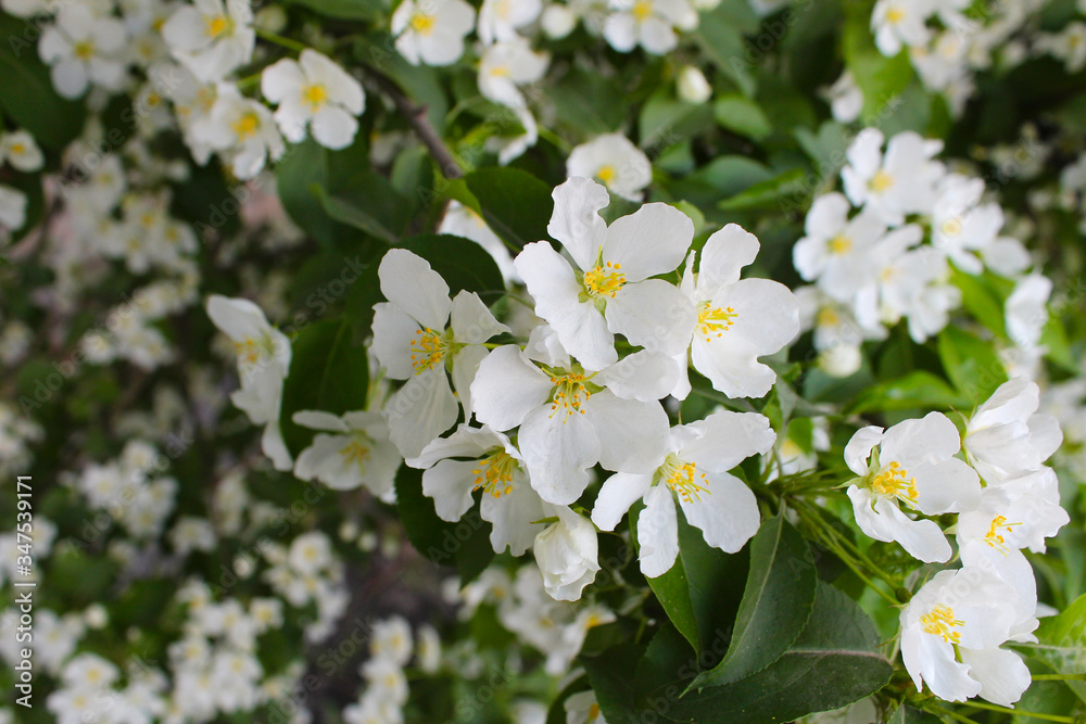 Blooming spring apple tree. White sakura