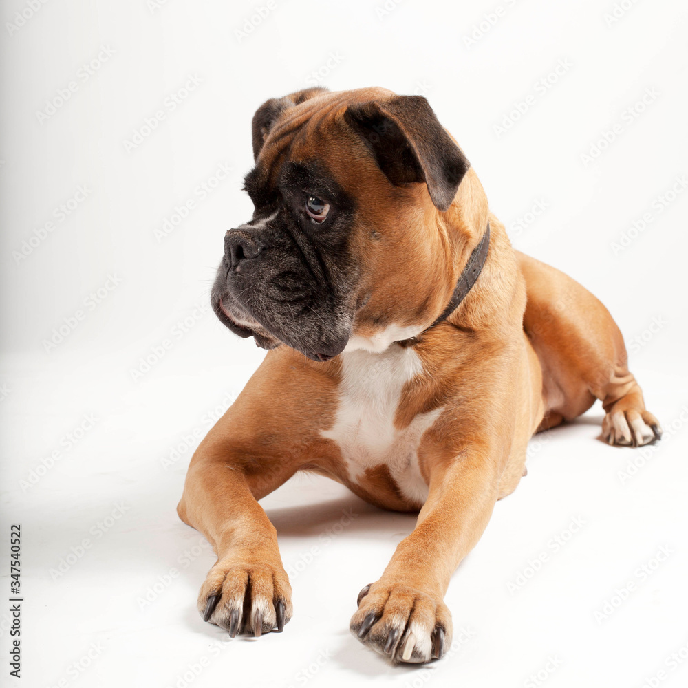 Boxer dog on white background.