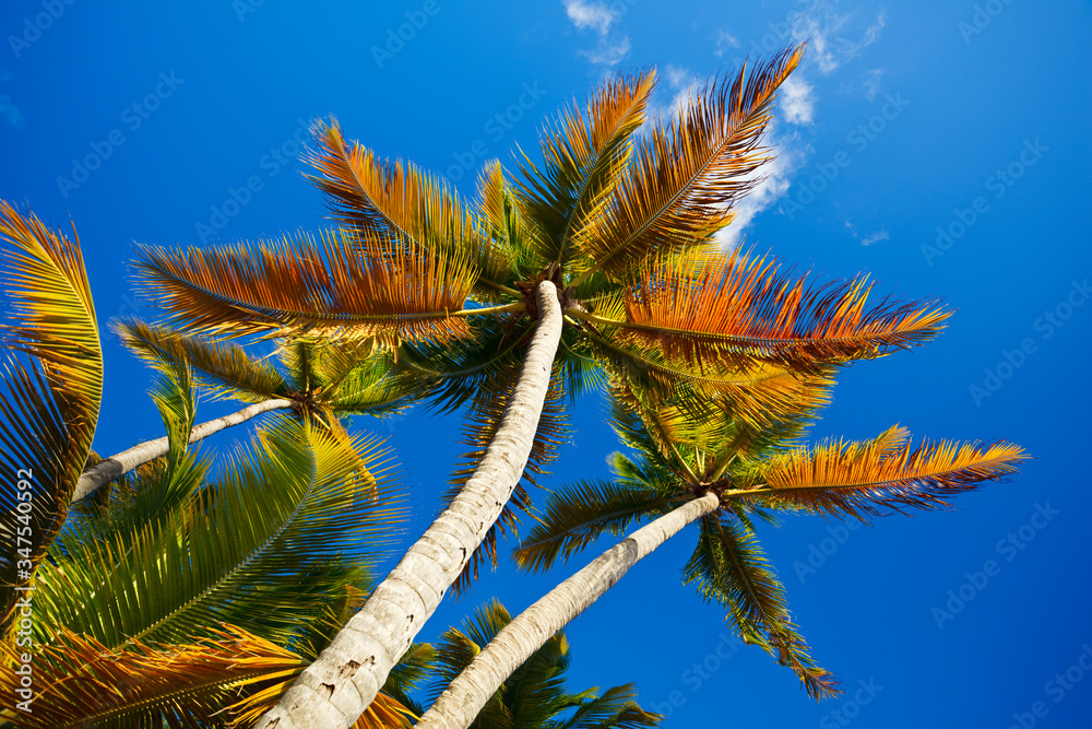 Colorful Coconut Palm Trees, Antigua