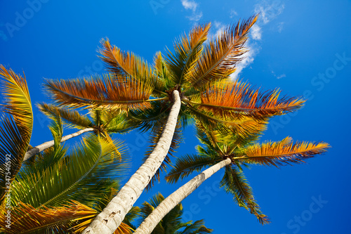 Colorful Coconut Palm Trees  Antigua