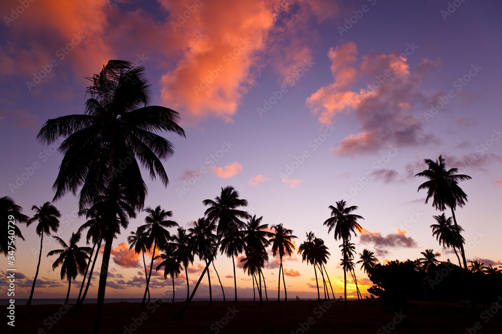 Palm Trees And Colorful Sunset, Antigua