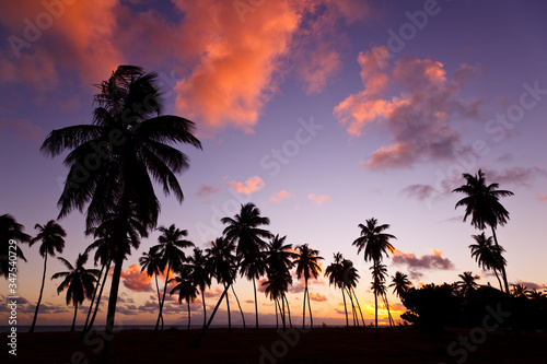 Palm Trees And Colorful Sunset  Antigua