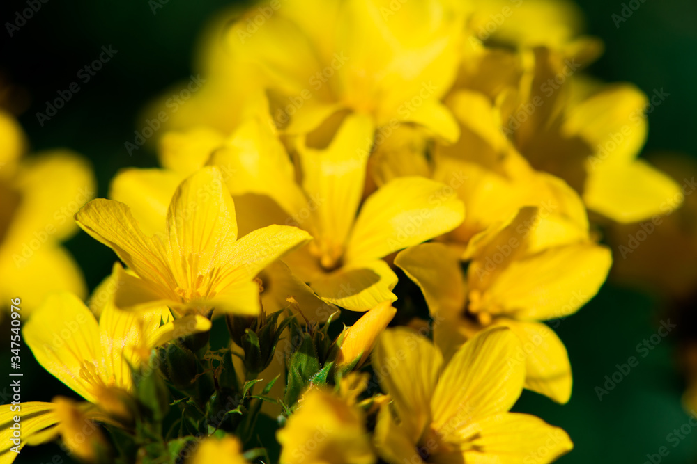 Close up shoot of beautiful yellow flower Close up shoot of beautiful yellow flower