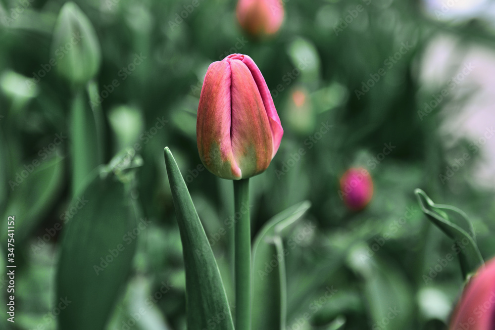 pink tulpin in garden pink tulpin in garden