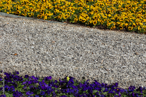 Canvas-taulu Metal edging separating gravel and blue and yellow pansies in a park, Viola tric