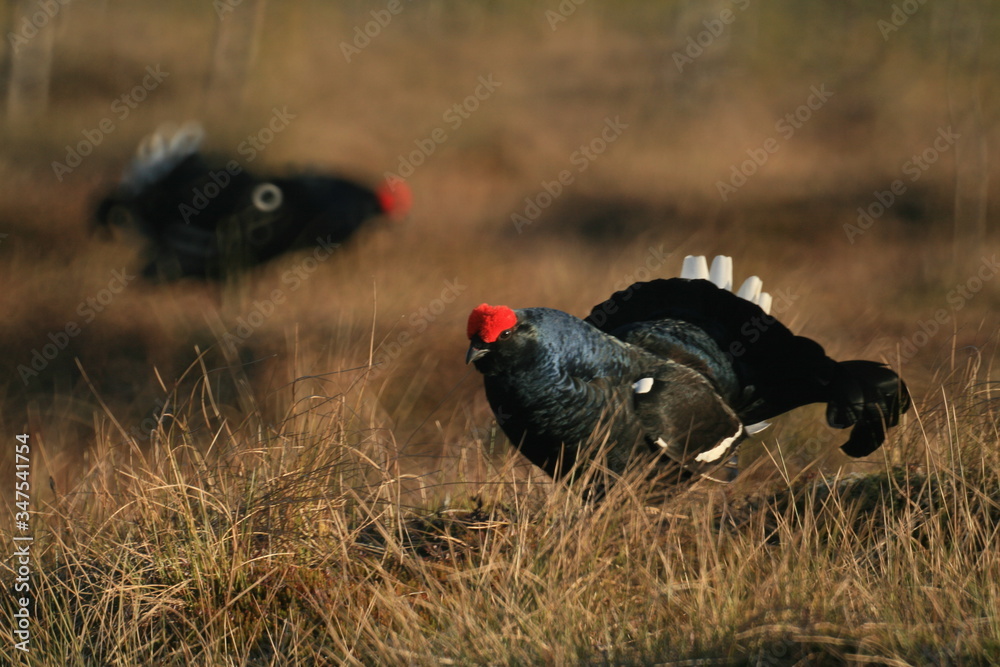 Black grouse or blackgame or blackcock (Lyrurus tetrix) lekking in the morning Black grouse or blackgame or blackcock (Lyrurus tetrix) lekking in the morning