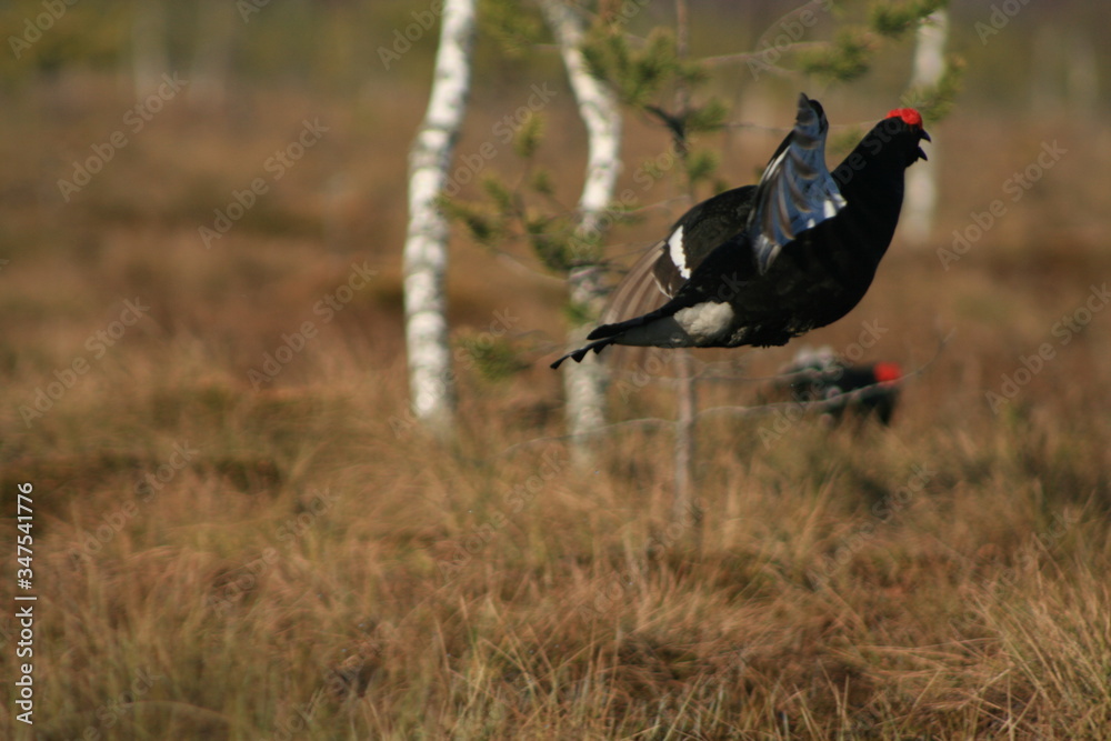 Black grouse or blackgame or blackcock (Lyrurus tetrix) lekking in the morning Black grouse or blackgame or blackcock (Lyrurus tetrix) lekking in the morning
