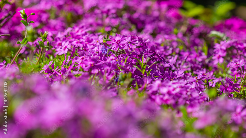 kwiat, fiolet, charakter, kwiat, roślin, jardin, roz, zieleń, jary, lato, lavende, flora, kwiat, kwiat, pola, kwitnienie, kwiatowy, fiolet, piękne, beuty, ziele, hayfield, naturalny, roślin, makro kwiat, fiolet, charakter, kwiat, roślin, jardin, roz, zieleń, jary, lato, lavende, flora, kwiat, kwiat, pola, kwitnienie, kwiatowy, fiolet, piękne, beuty, ziele, hayfield, naturalny, roślin, makro