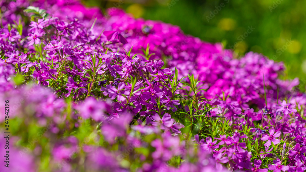 kwiat, fiolet, charakter, kwiat, roślin, jardin, roz, zieleń, jary, lato, lavende, flora, kwiat, kwiat, pola, kwitnienie, kwiatowy, fiolet, piękne, beuty, ziele, hayfield, naturalny, roślin, makro kwiat, fiolet, charakter, kwiat, roślin, jardin, roz, zieleń, jary, lato, lavende, flora, kwiat, kwiat, pola, kwitnienie, kwiatowy, fiolet, piękne, beuty, ziele, hayfield, naturalny, roślin, makro