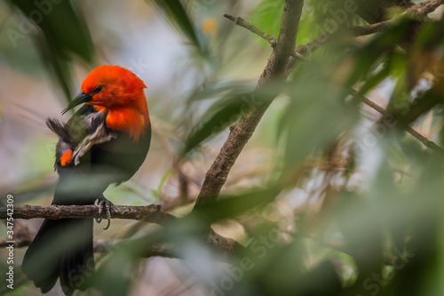 Scarlet-headed blackbird © luis sandoval